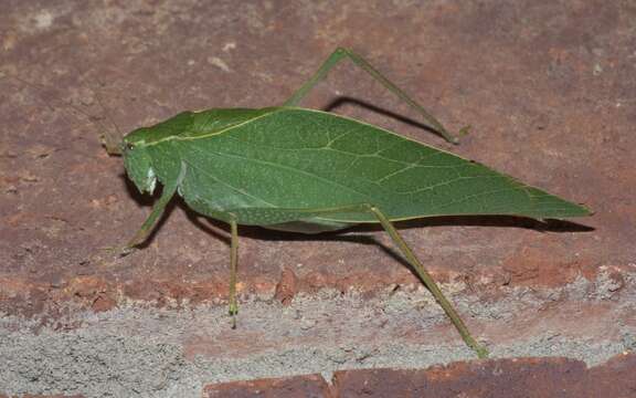 Image of Angle-wing Katydids