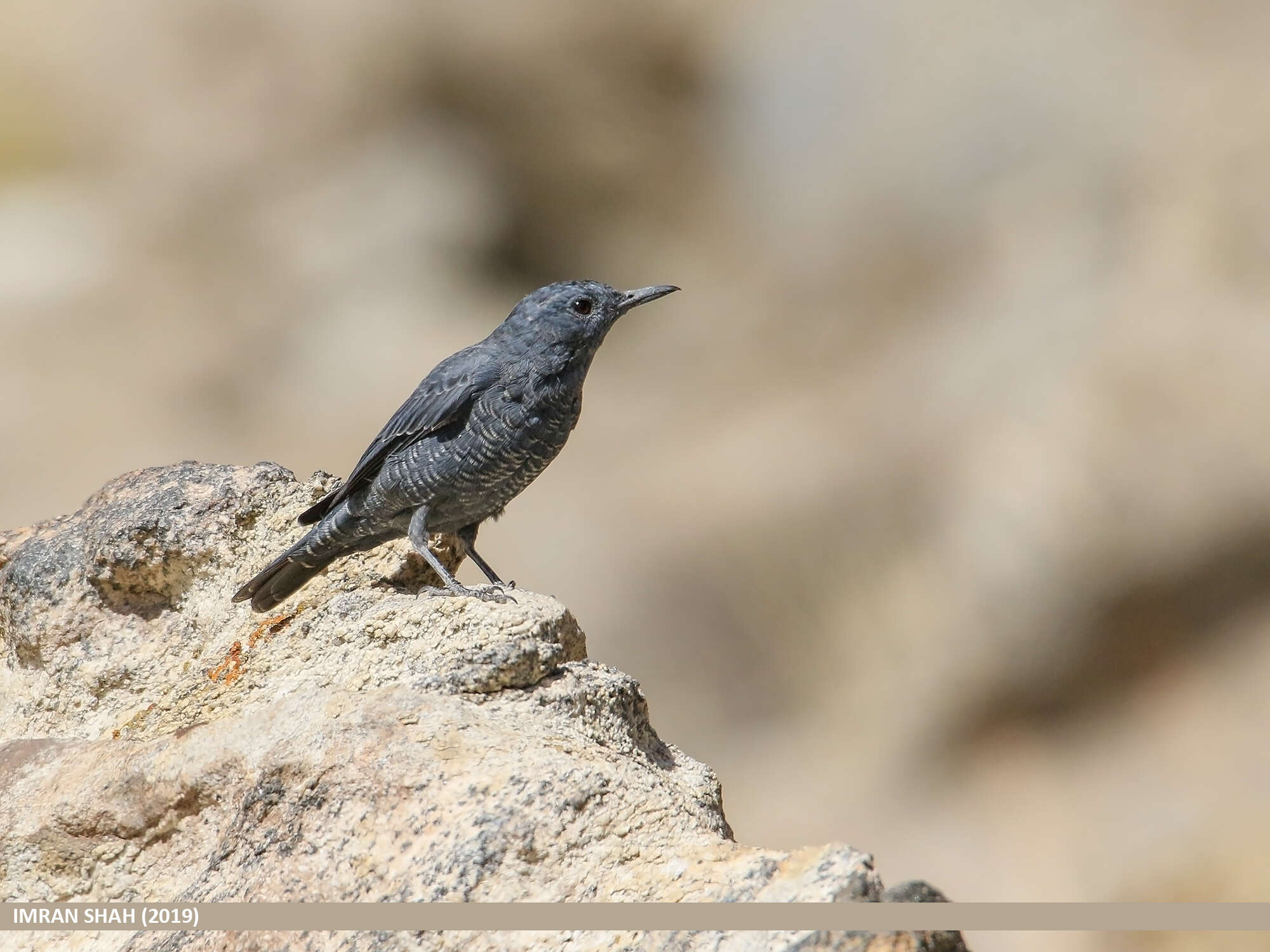 Plancia ëd Monticola solitarius (Linnaeus 1758)