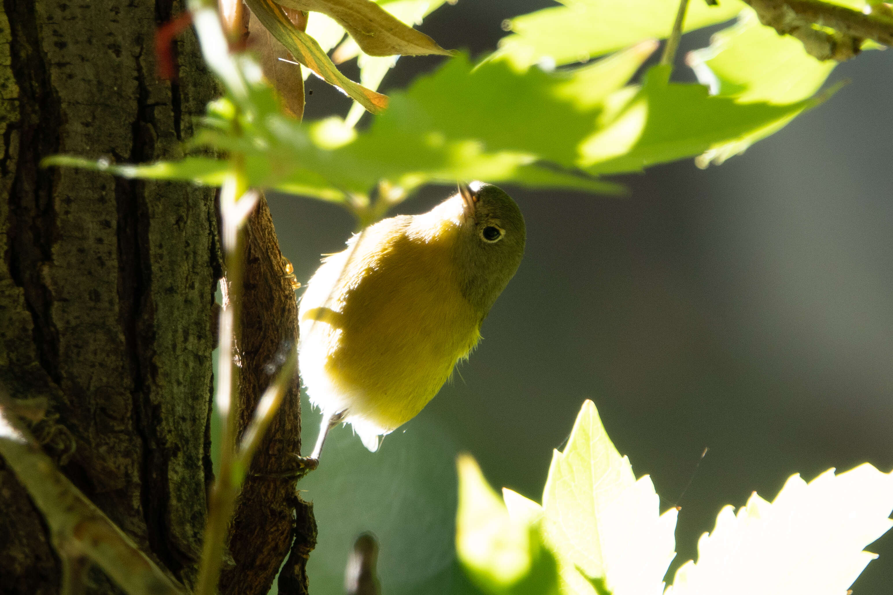 Image of Nashville Warbler