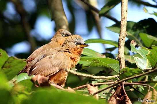 Image of Rufous Babbler