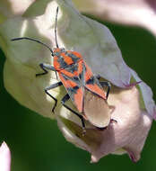 Image de Spilostethus furcula