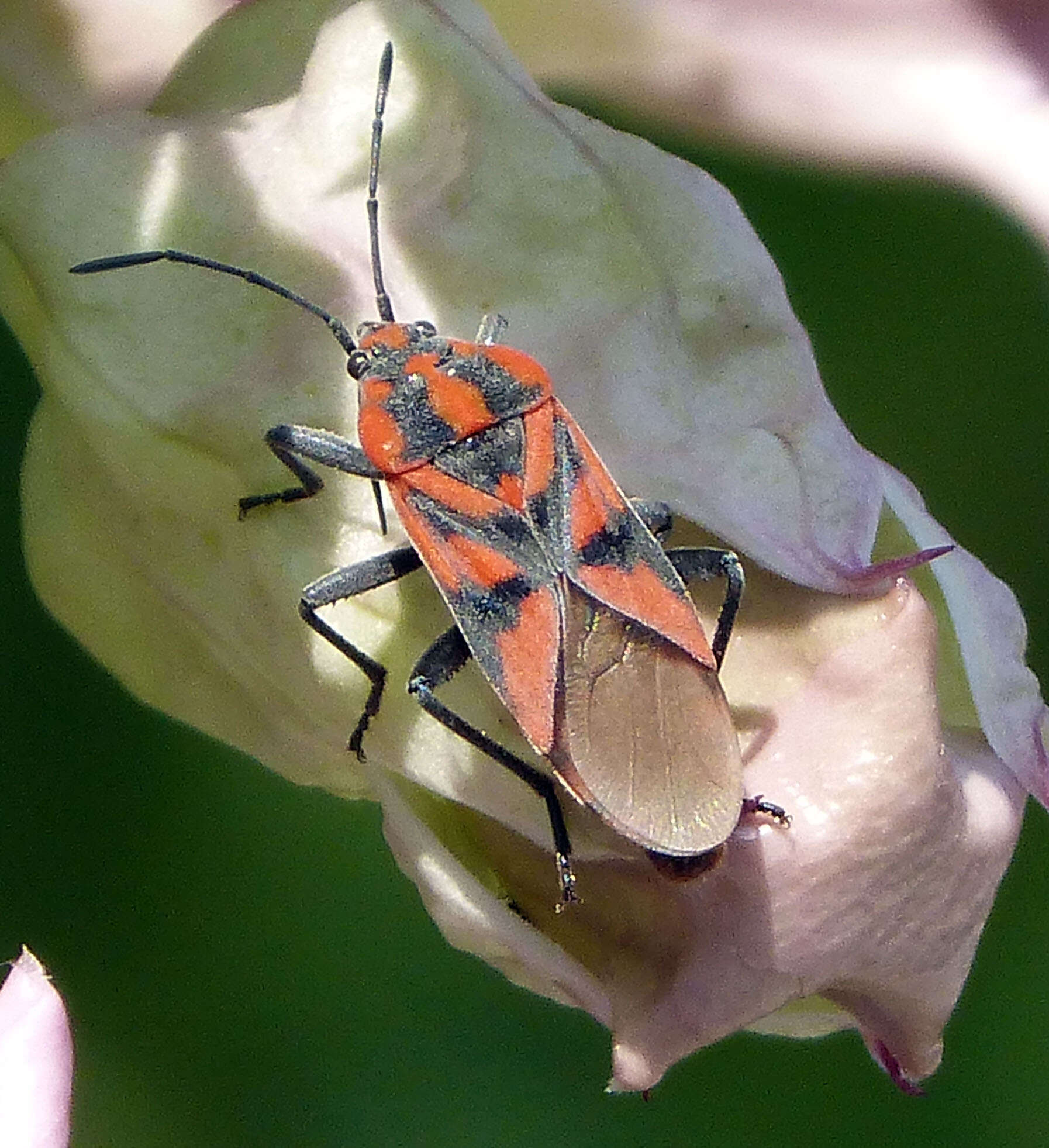 Image de Spilostethus furcula