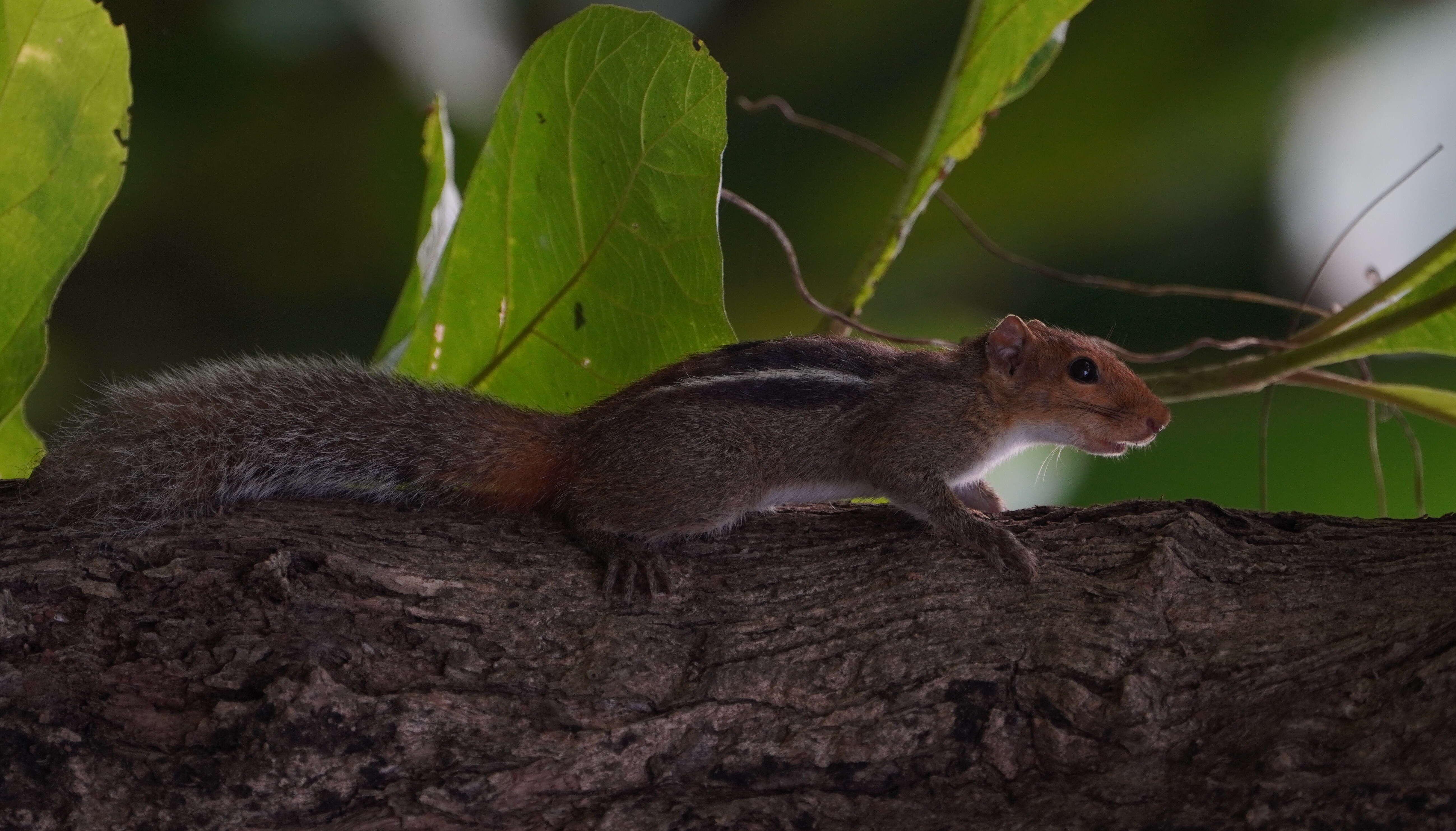 Image of Indian palm squirrel