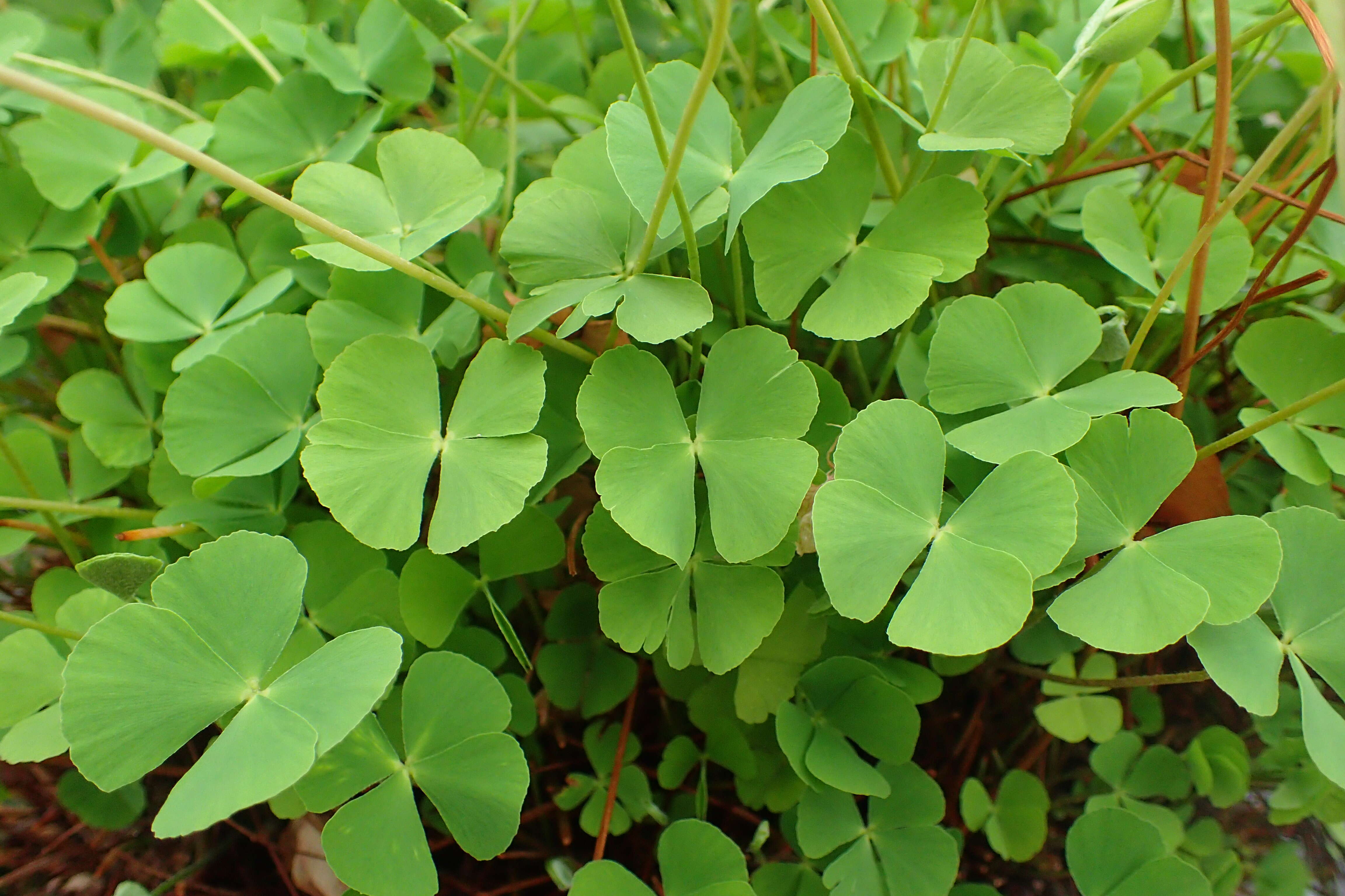 Plancia ëd Marsilea drummondii A. Br.