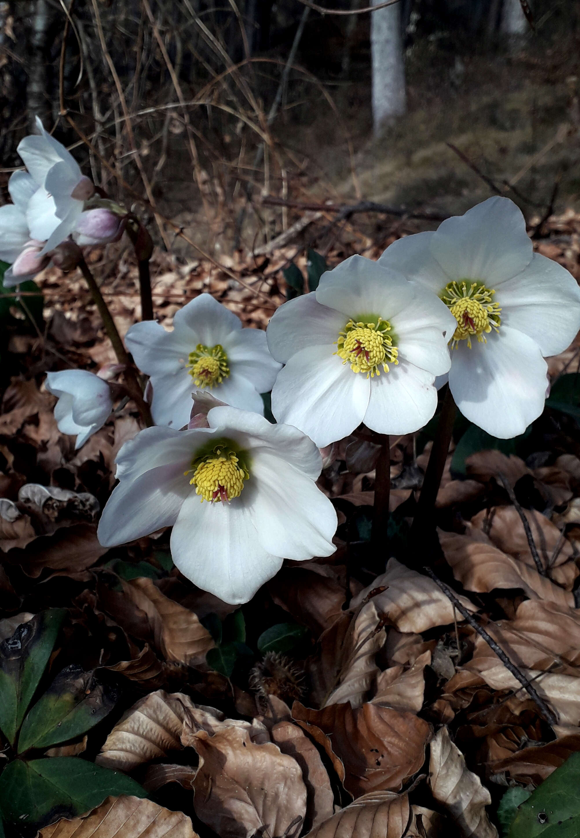 Image of Hellebore