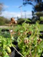 Image of coriander