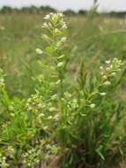 Image of Virginia pepperweed