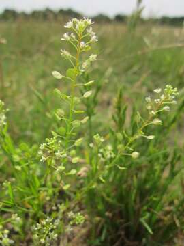 Image of Virginia pepperweed