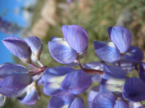 Imagem de Lupinus argenteus Pursh