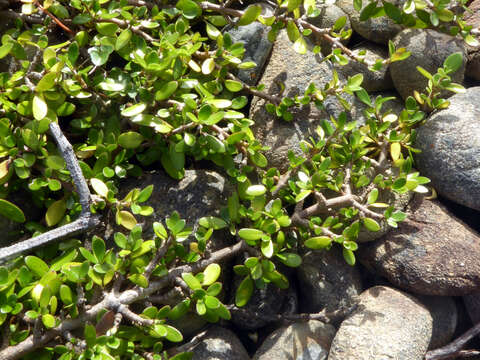 Image of Coprosma propinqua A. Cunn.