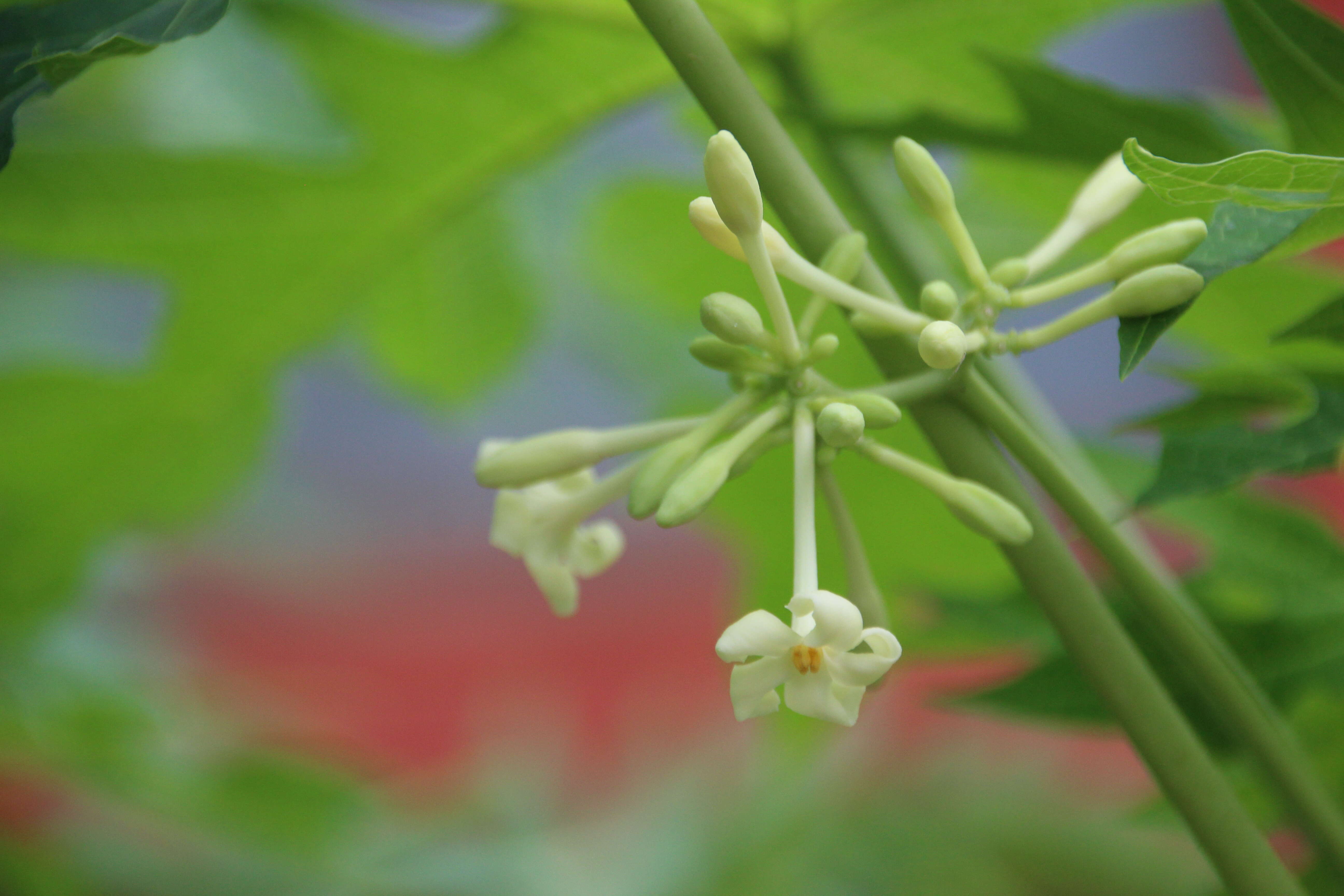 Image of papaya