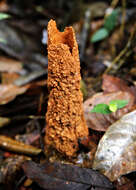 Image of Cicadas, Leafhoppers, and Treehoppers