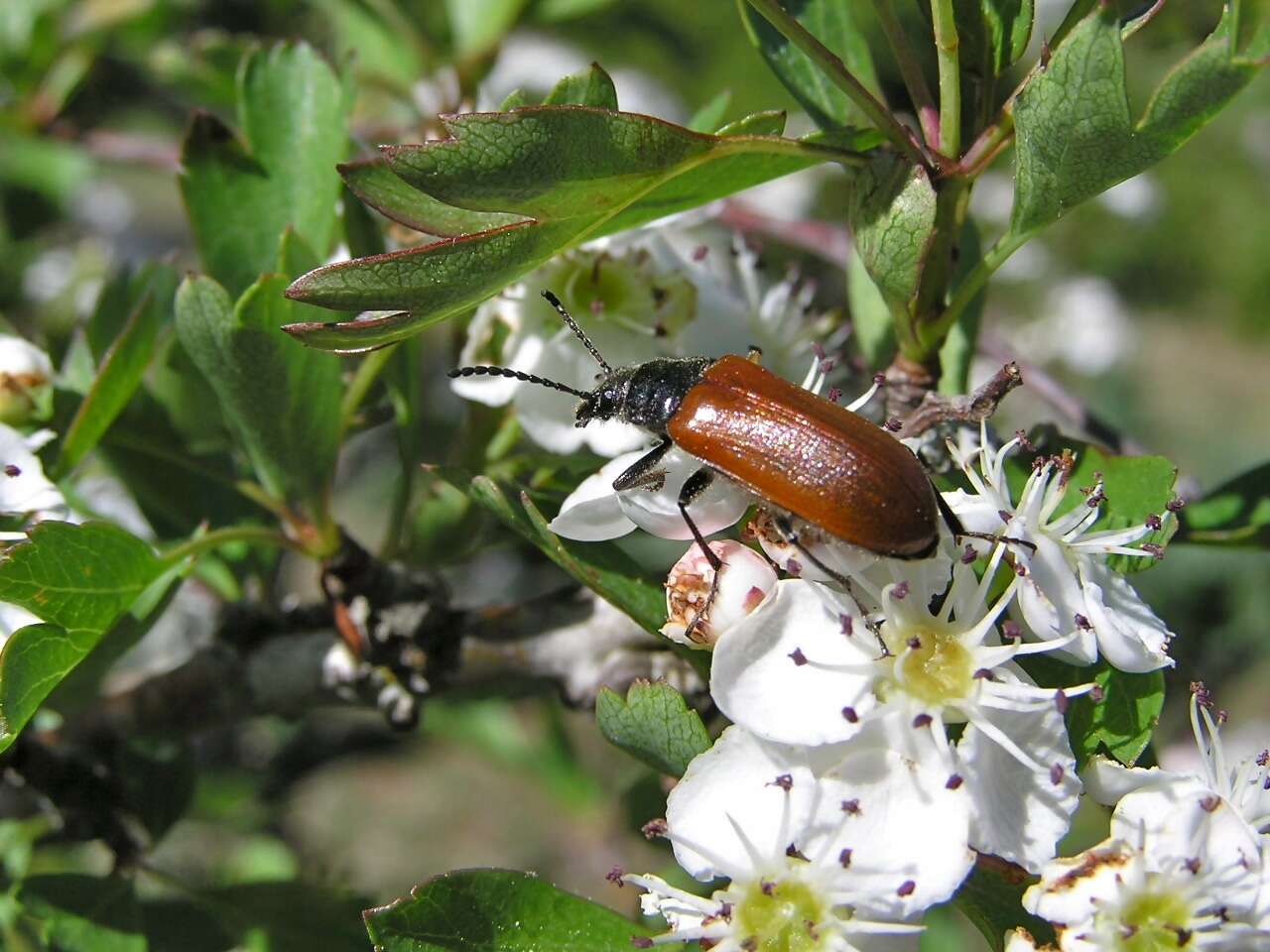 Image of Omophlus lepturoides