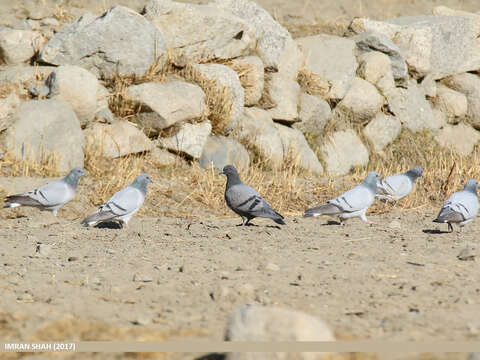 Image of Hill Pigeon