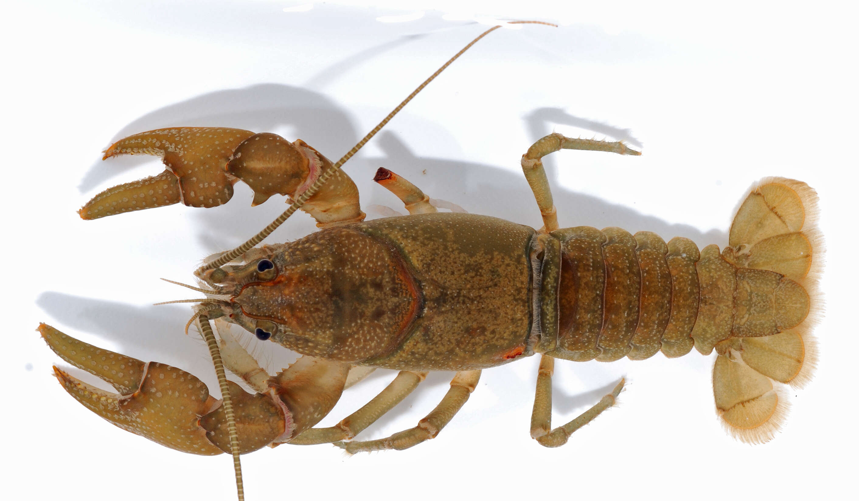 Cambarus bartonii (Fabricius 1798) resmi