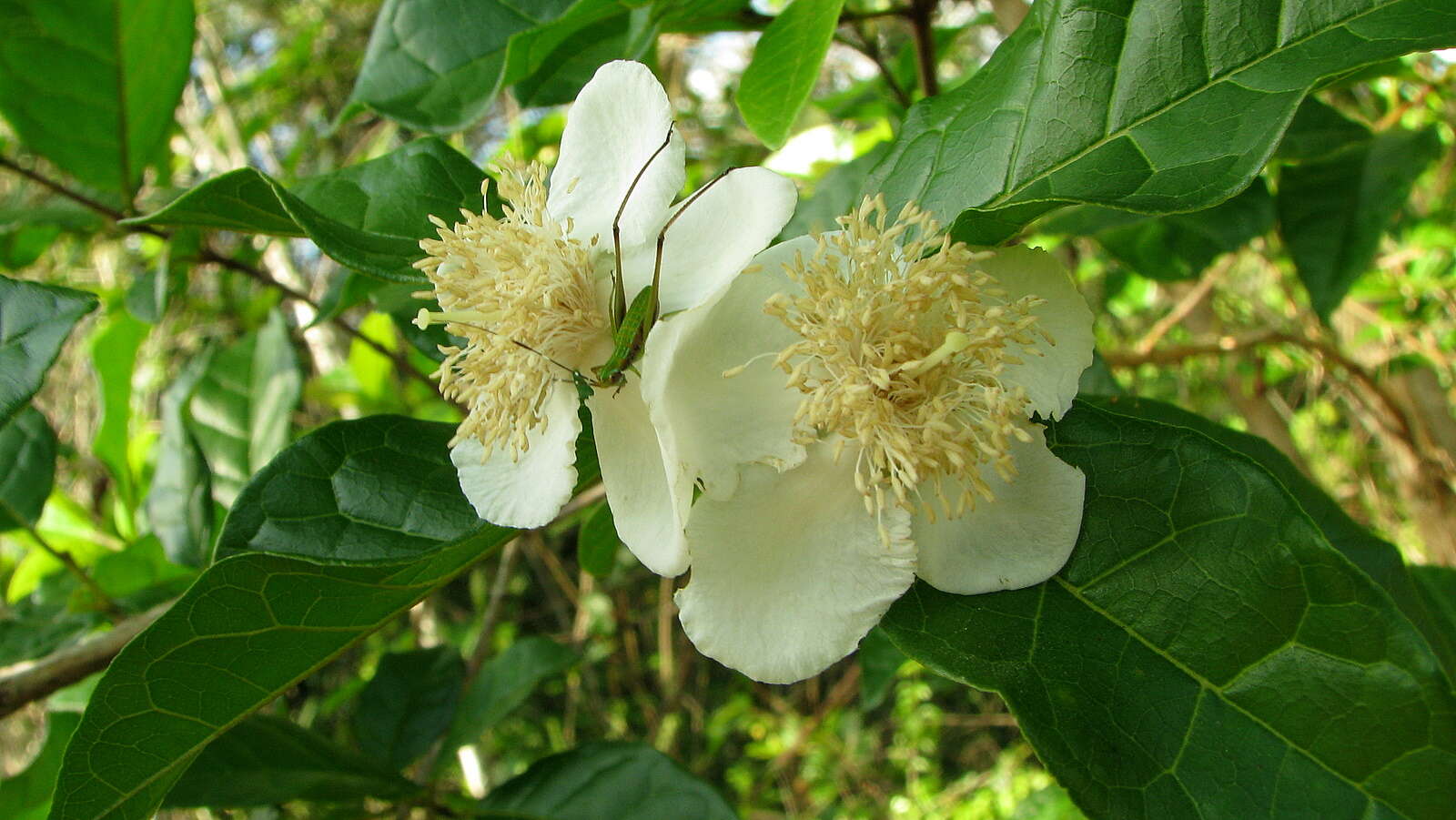 Image of Campomanesia ilhoensis J. R. Mattos