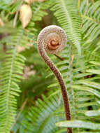 Image of Osmunda japonica Thunb.