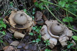 Plancia ëd Geastrum triplex Jungh. 1840