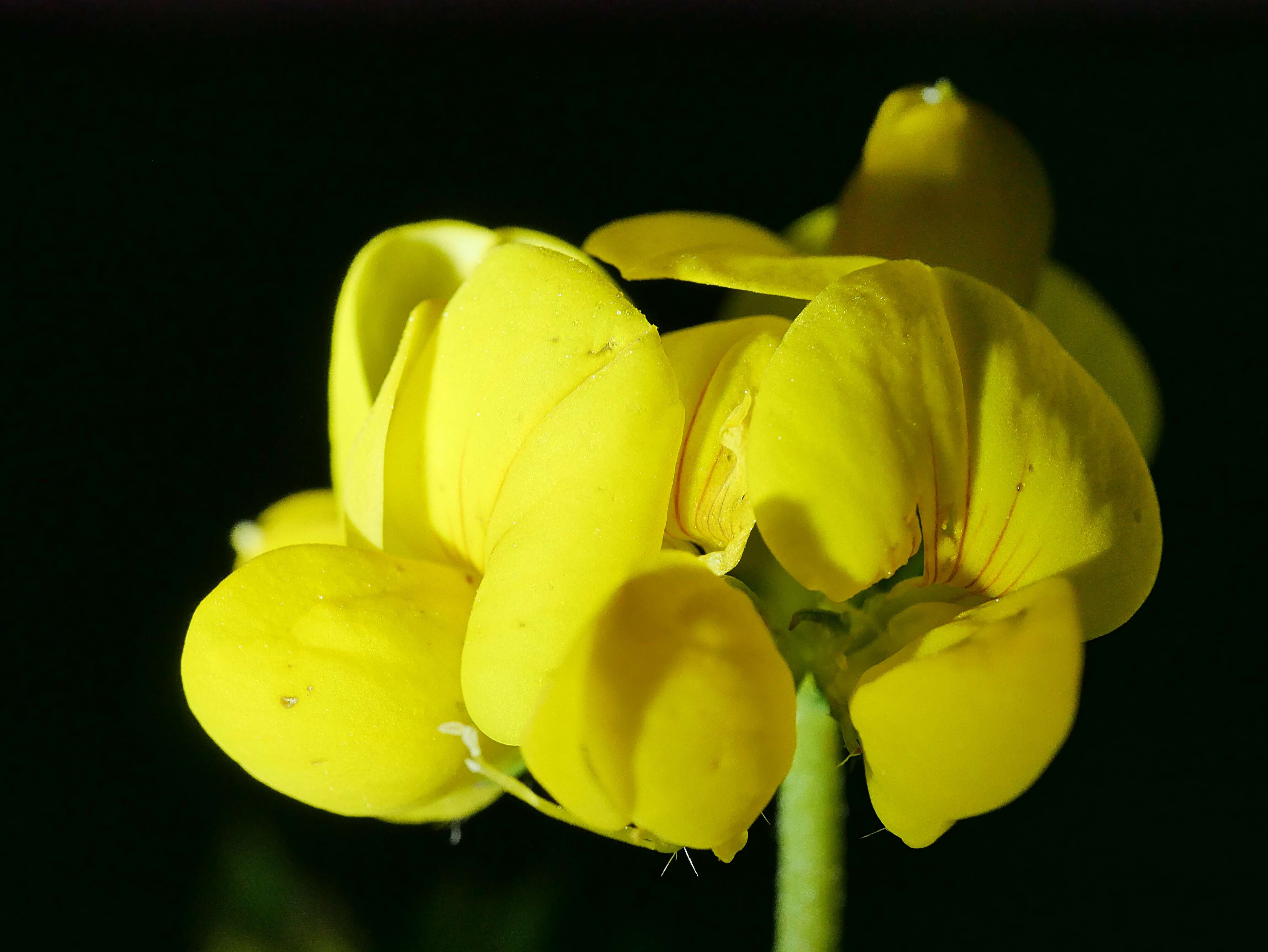 Image of Common Bird's-foot-trefoil