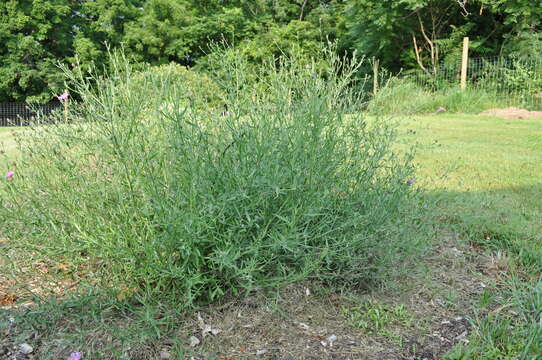 Image of spotted knapweed