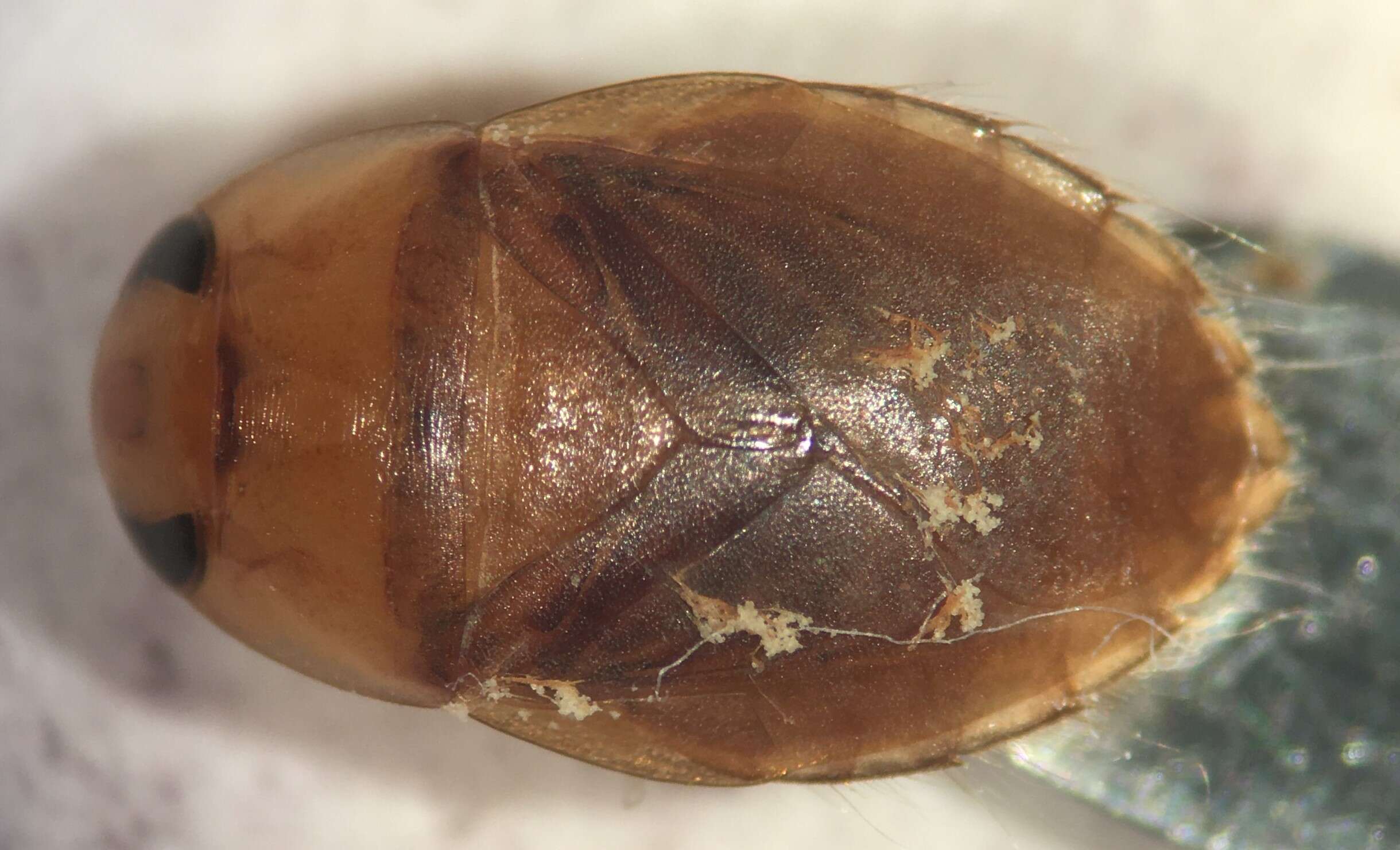 Pelocoris femoratus (Palisot de Beauvois 1820) resmi