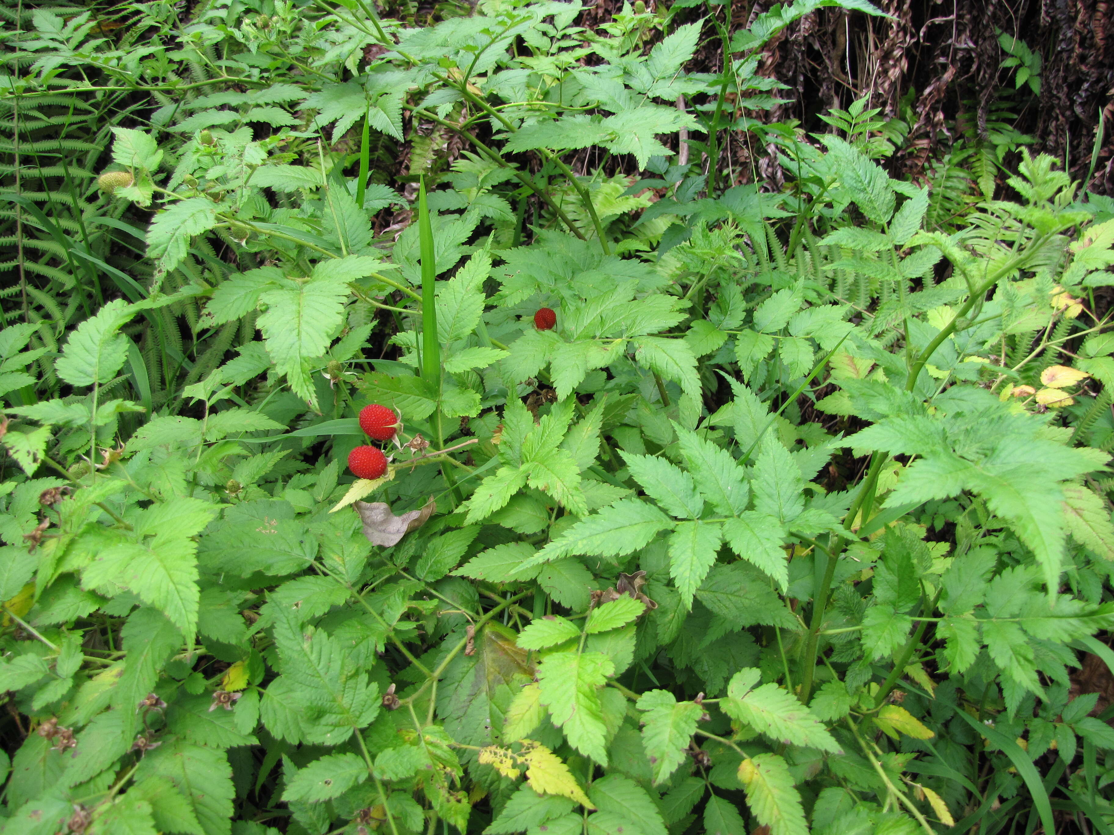 Image of West Indian raspberry