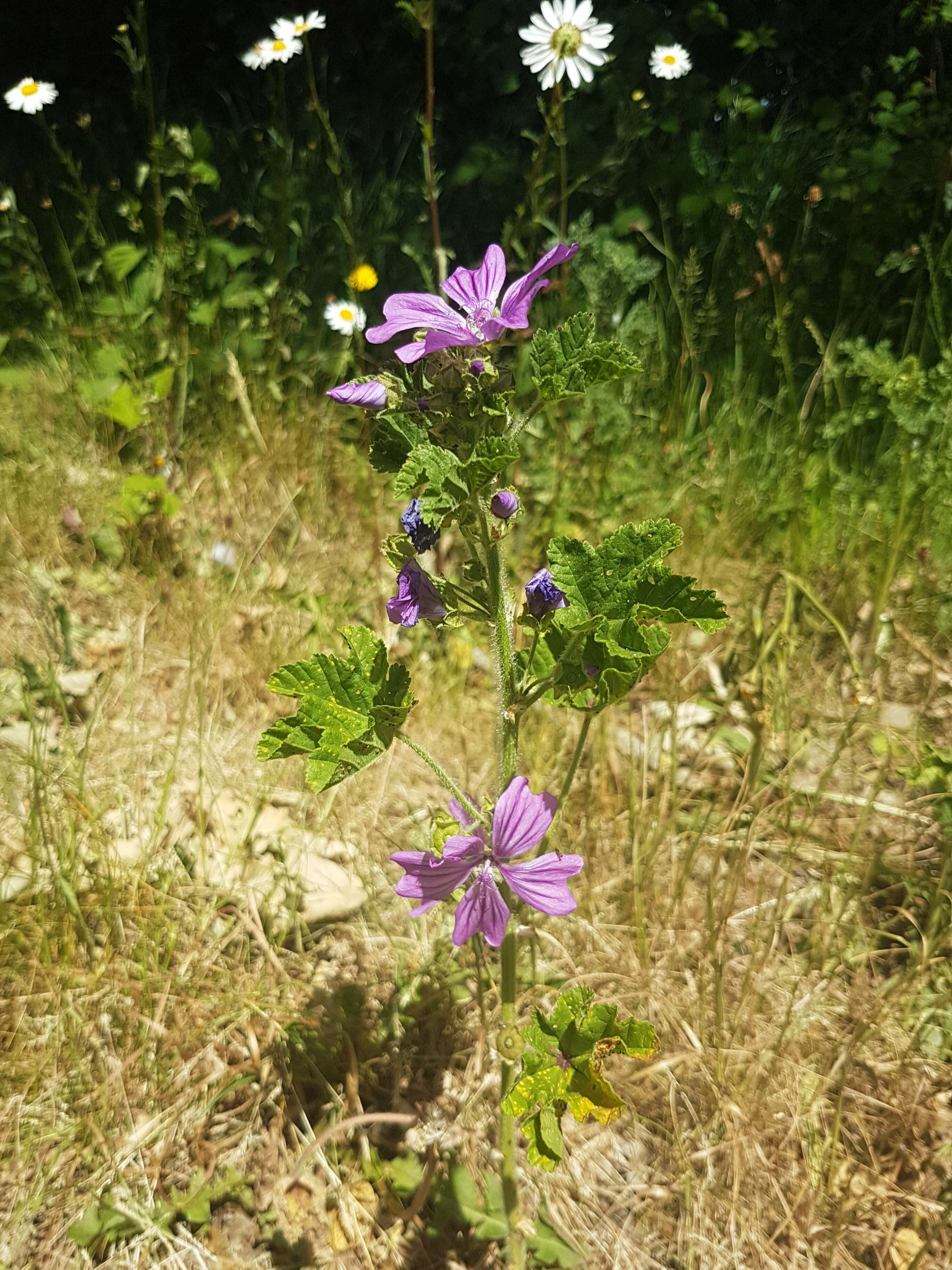 Image of high mallow