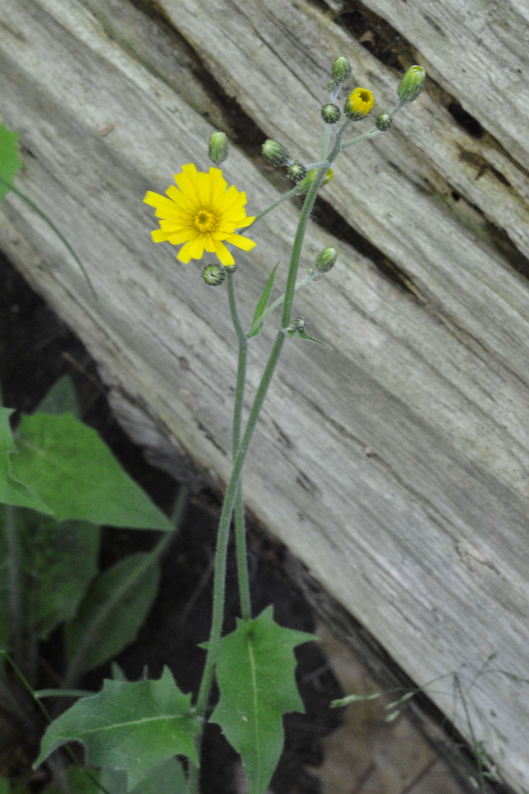 Image of nipplewort