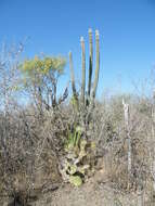 Image of Pilosocereus leucocephalus (Poselg.) Byles & G. D. Rowley