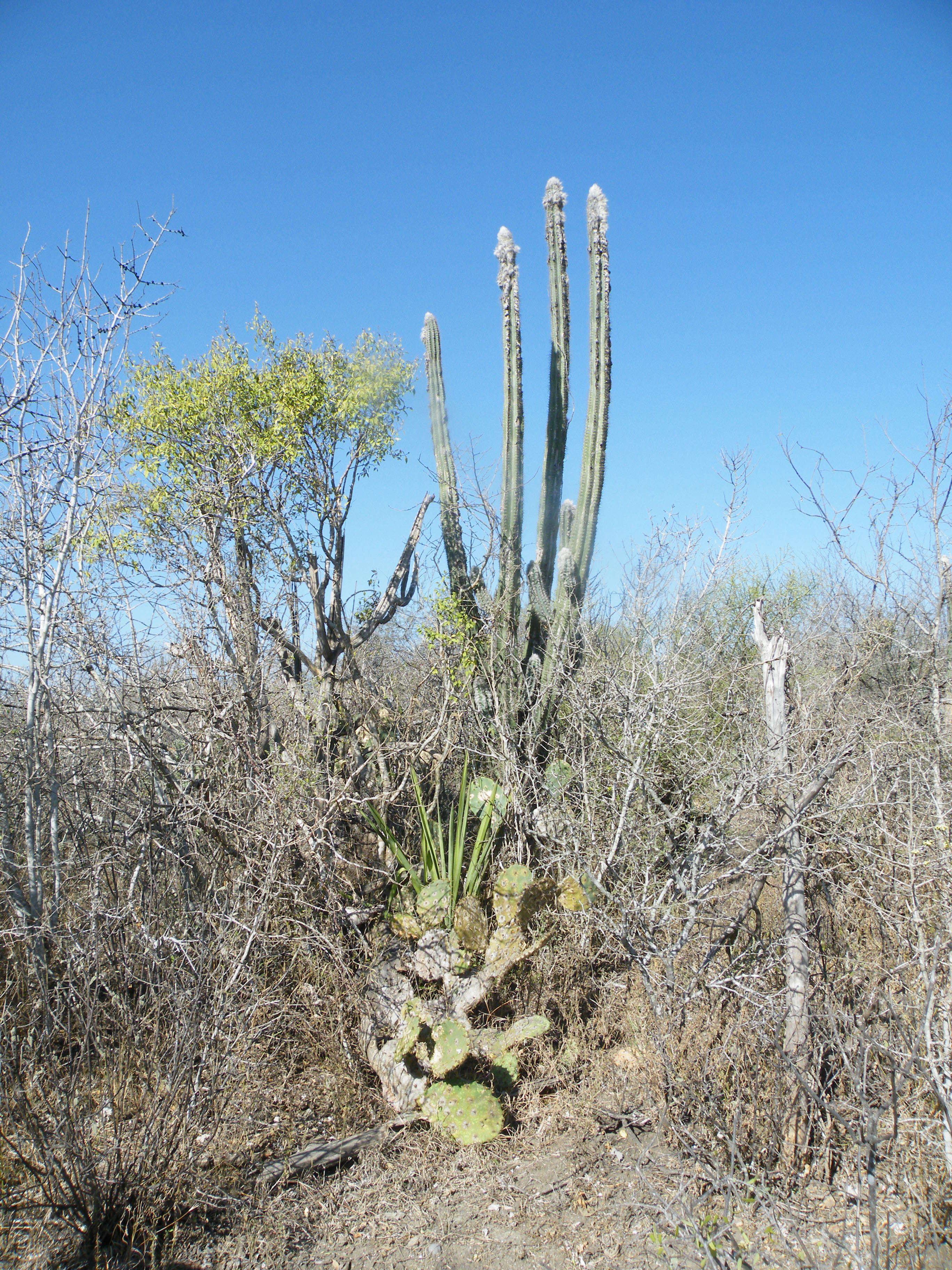 Image of Pilosocereus leucocephalus (Poselg.) Byles & G. D. Rowley