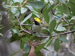 Image of Hermit Warbler