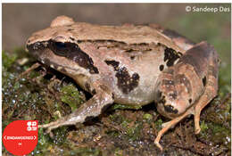 Image of Günther’s frog