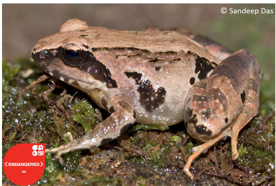 Image of Günther’s frog