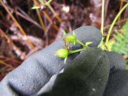 Imagem de Scaevola chamissoniana Gaud.