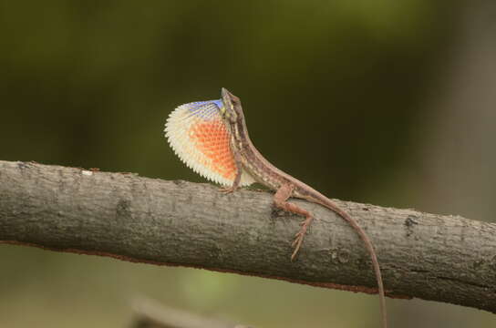 Image of Fan Throated Lizard