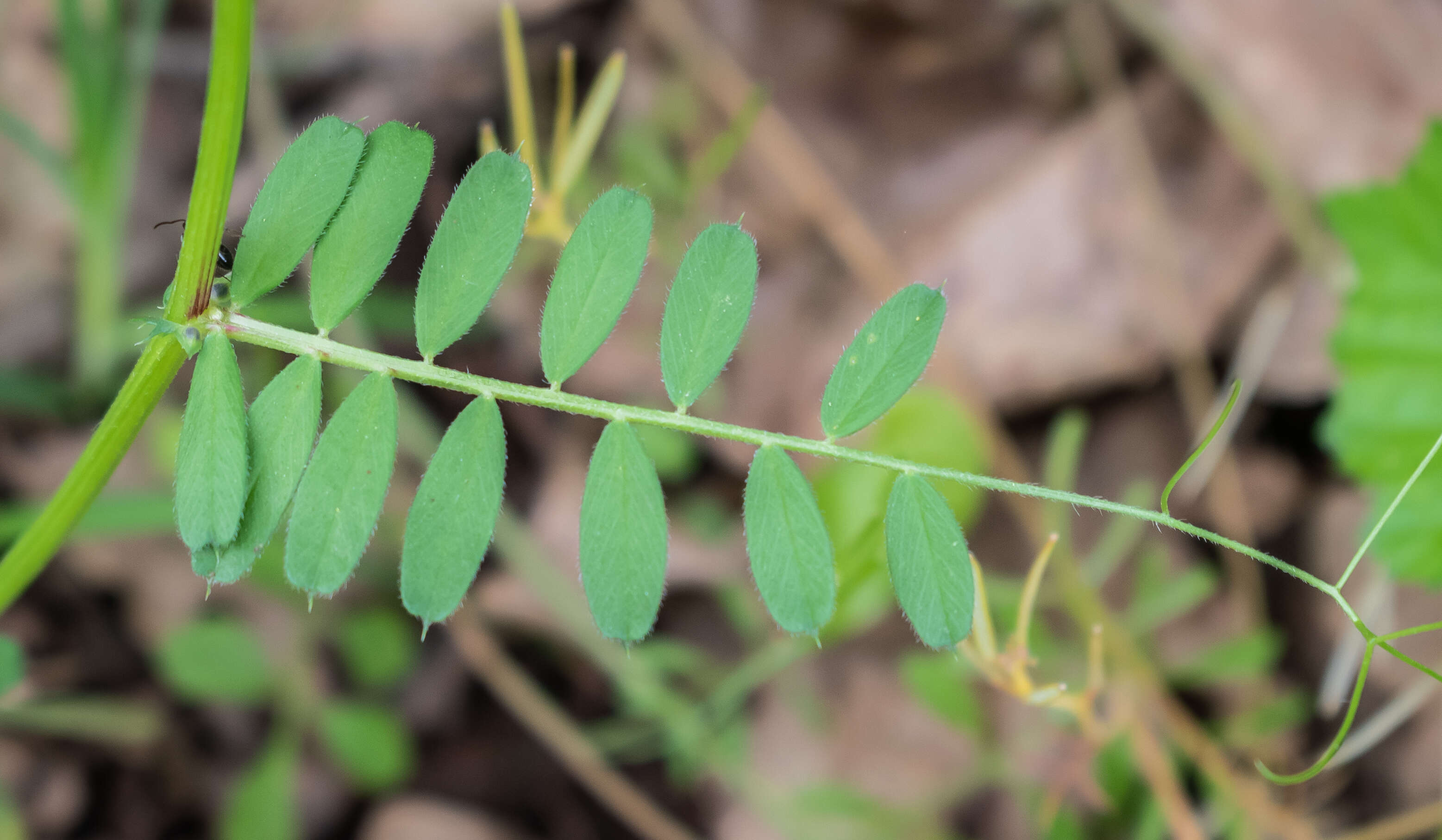 Image of Common Vetch