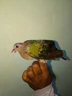 Image of Common Emerald Dove