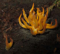 Image of Calocera viscosa (Pers.) Fr. 1821