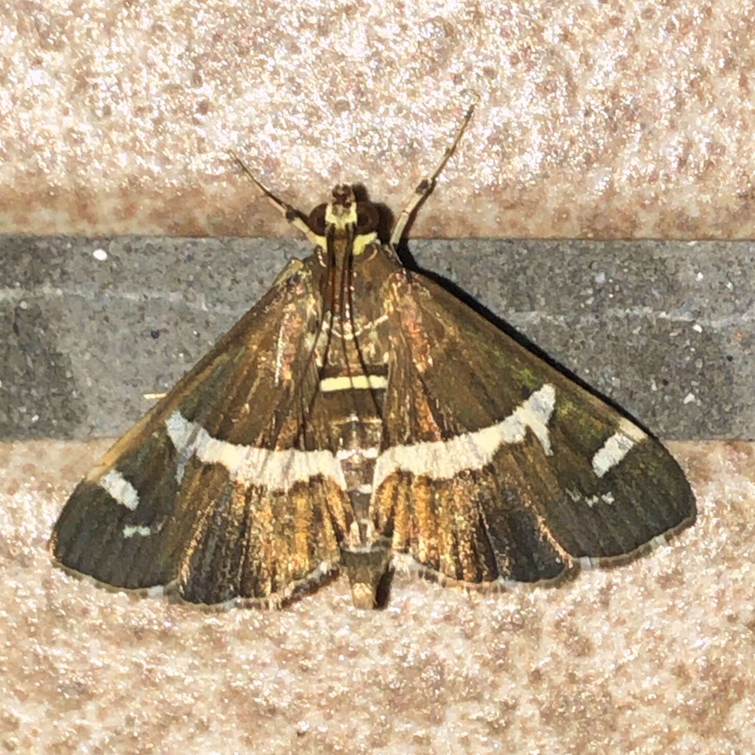 Image of Beet webworm moth
