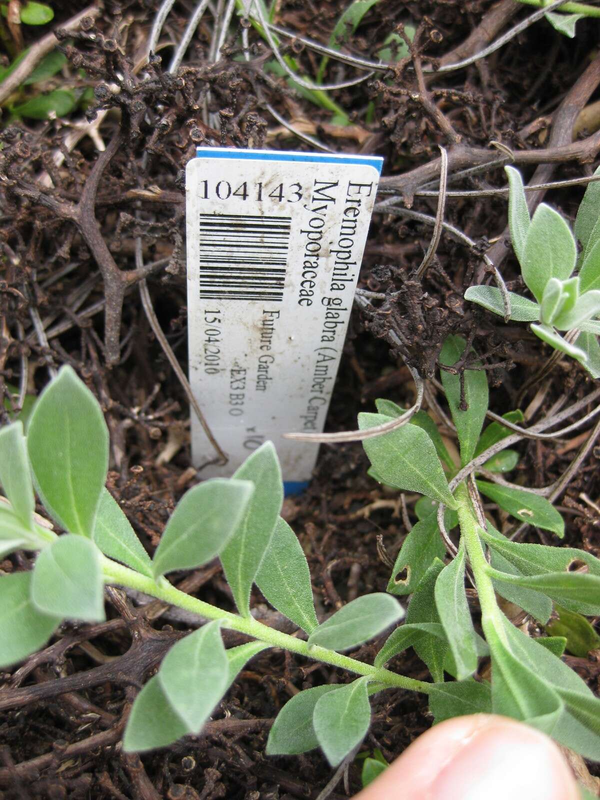 صورة Eremophila glabra (R. Br.) Ostenf.