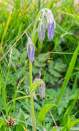 Image of Bearded Bellflower