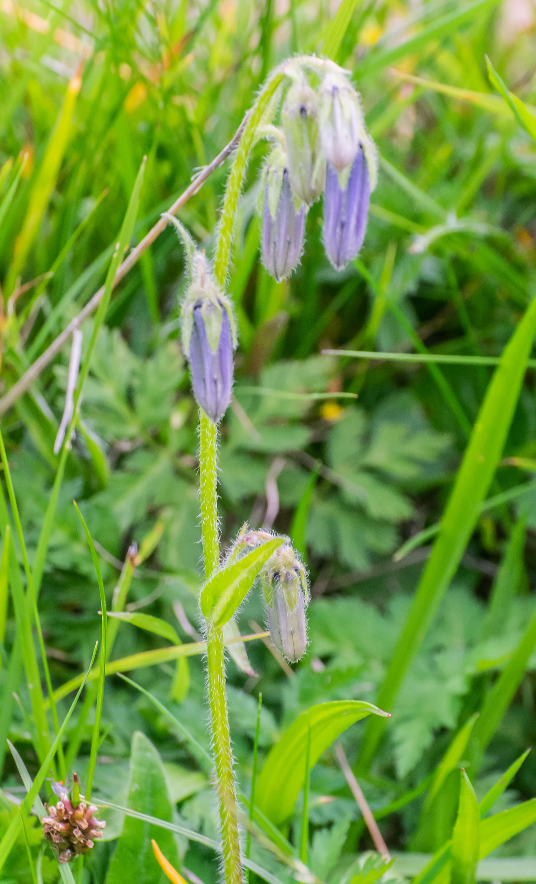 Image of Bearded Bellflower