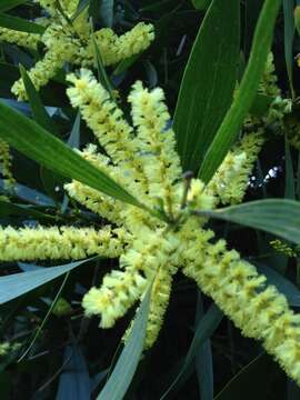 Imagem de Acacia longifolia (Andrews) Willd.