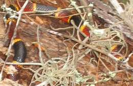 Image of Eastern Coral Snake