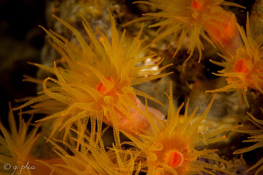 Image of Orange Turret Coral