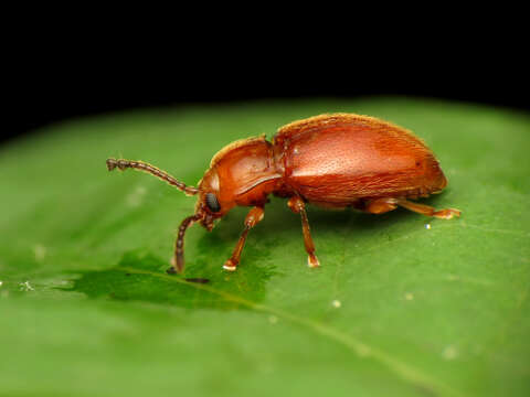 Image of handsome fungus beetles