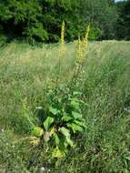 Image of Dark Mullein