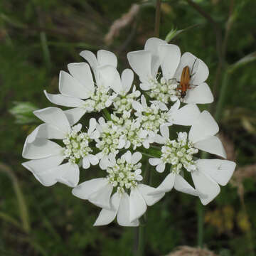 Orlaya grandiflora (L.) Hoffm. resmi