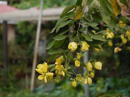 Senna macranthera (Collad.) H. S. Irwin & Barneby resmi