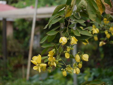 Plancia ëd Senna macranthera (Collad.) H. S. Irwin & Barneby